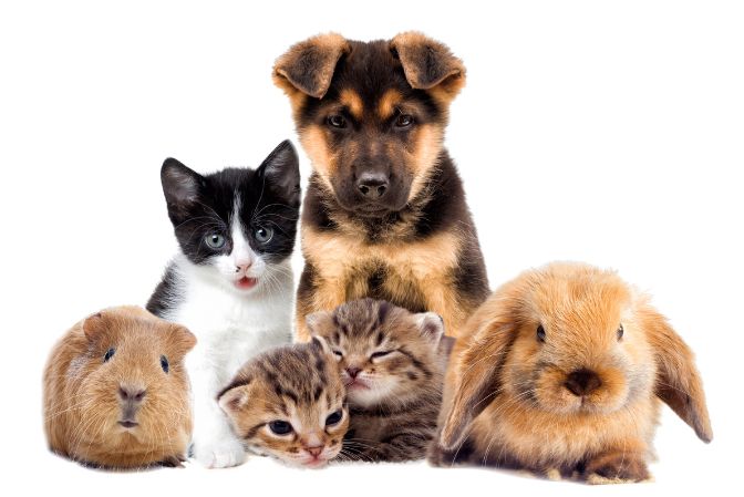Mascotas diversas, incluyendo un perro, gatos, un conejo y hámsteres en nuestra Clínica veterinaria de Nambroca, Toledo
