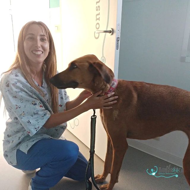 Veterinaria amable acariciando a un perro contento tras su tratamiento en nuestra clínica en Nambroca, Toledo