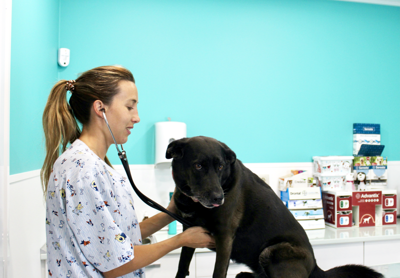 Veterinaria realizando auscultación cardíaca con un fonendoscopio a un perro en nuestra clínica veterinaria en Nambroca, Toledo. Consultas veterinarias en Castilla la Mancha.